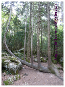 Forêt de Nébias : l'arbre Lyre