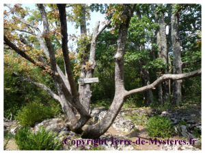 Forêt de Nébias, l'arbre Poulpe